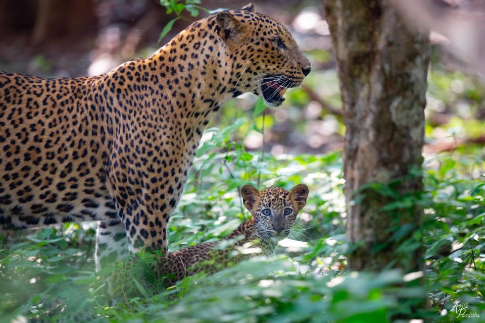 Yala National Park: Leopard Safari Day Tour From Colombo - Birdwatching