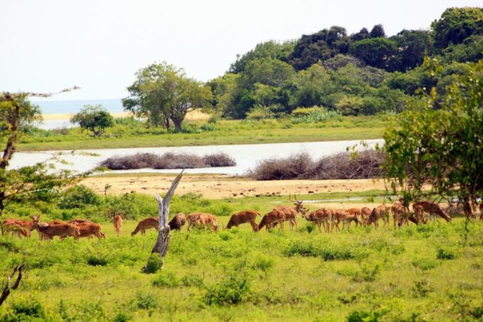 Yala National Park: Morning or Afternoon Game Drive - Customer Feedback
