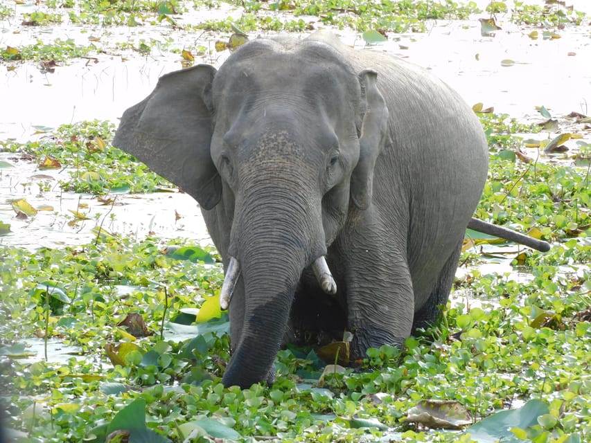 Yala National Park Morning Safari: 7 Hours Tour - Customer Feedback