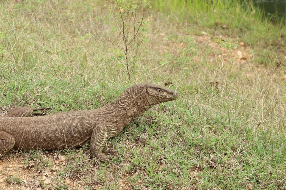 Yala National Park : PRIVATE Full Day Safari (04:30-18:00) - Important Restrictions and Requirements