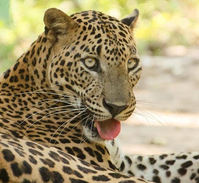 Yala National Park: PRIVATE Wilderness 4*4 Safari Tour - Safari Jeep and Amenities