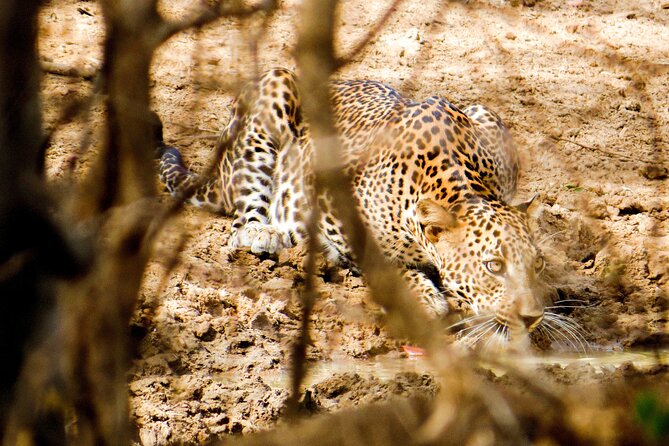 Yala National Park Safari From Hambantota Seaport - Tips for a Successful Safari
