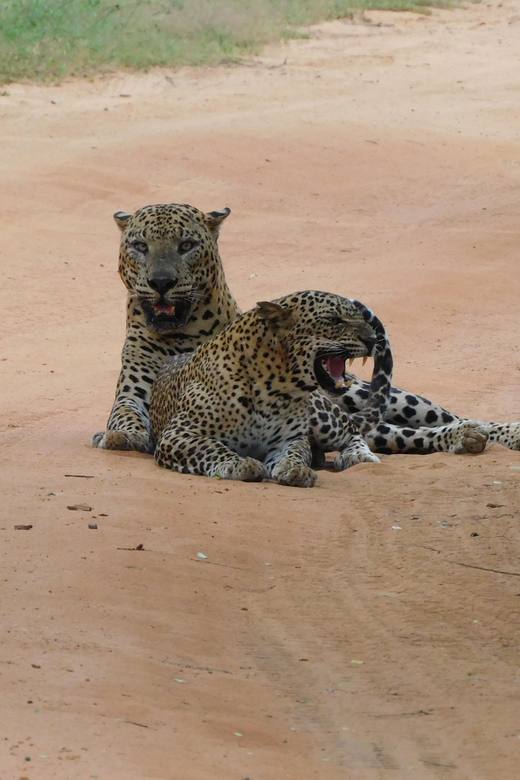 Yala National Park Safari Tours : 7 Hours & 12 Hours - Customer Feedback