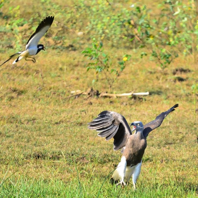 Yala National Park: Thrilling Wild Morning Afternoon Safari - What to Bring