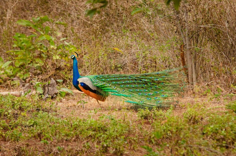 Yala National Park Wildlife Safari From Hambantota - Guided Jeep Safaris