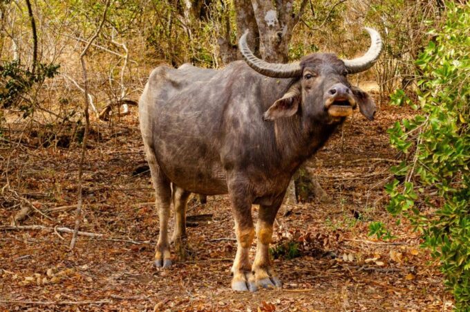 Yala National Park Wildlife Safari From Kaluthara - Transportation and Itinerary