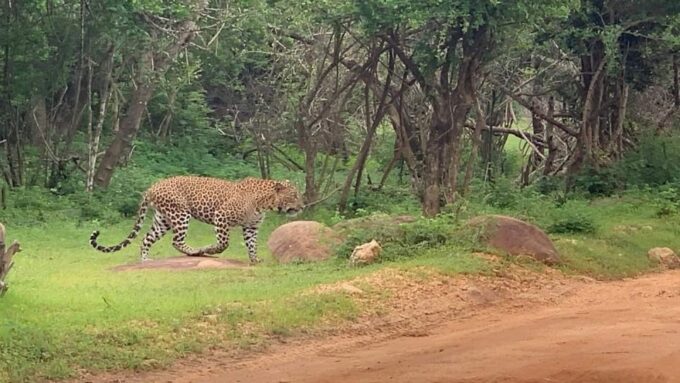 Yala Safari Day Tour - Bentota/Aluthgama/Ahungalla/Kosgoda - Destination Locations