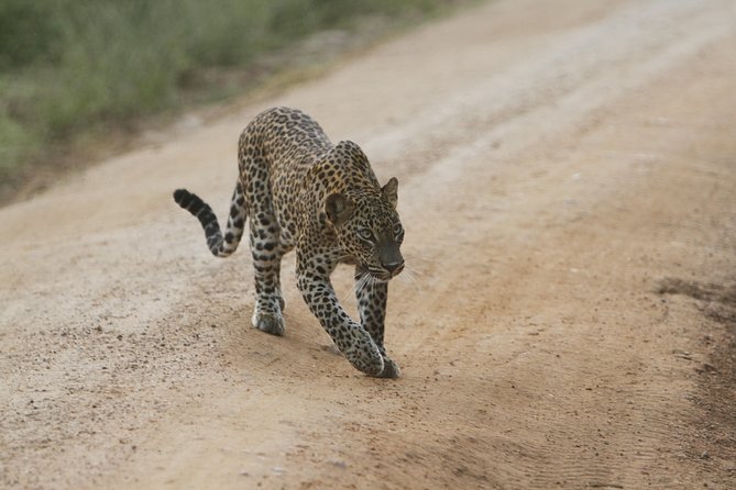 Yala Safari Jeep Tour With Abraham Travel - Tips for Your Safari