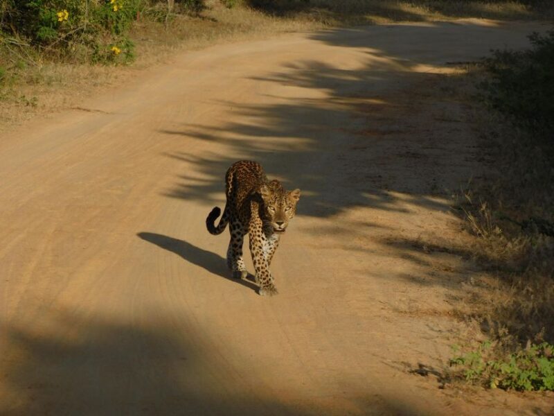Yala Safari Tour From Hambantota Port Area (Shore Excursion) - Customer Reviews
