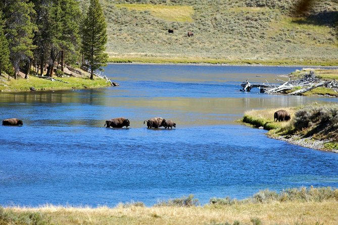 Yellowstone National Park Private Tour - Why Choose a Private Tour