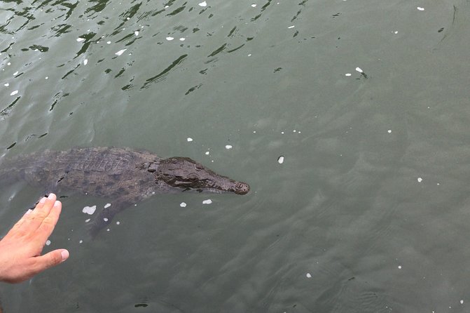 YS Falls, Black River Safari, Floyd's Pelican Bar - Experience Black River Safari