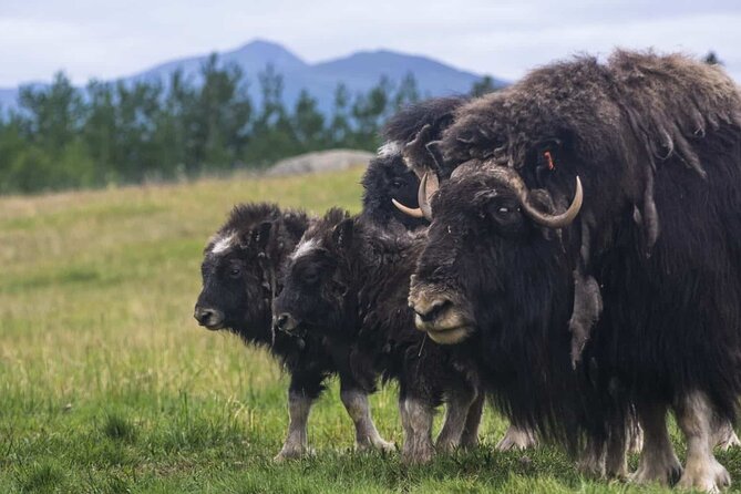 Yukon Wildlife Preserve & Eclipse Nordic Hot Springs - Practical Tips