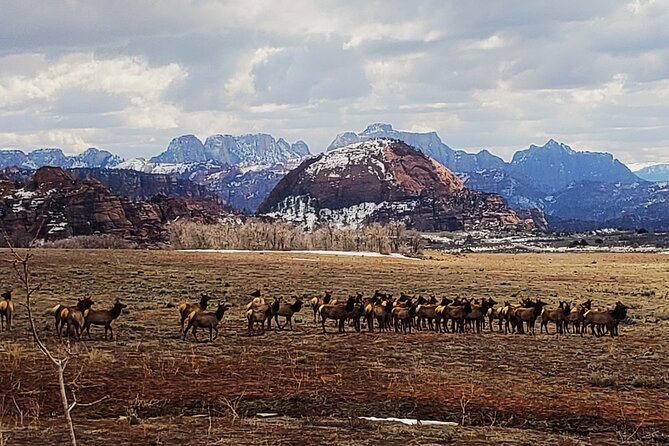 Zion National Park/Kolob Terrace Private 1/2 Day Sightseeing Tour - Accessibility Information