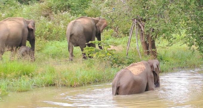 04 Days - CMB Airport, Kandy, Train Trip ,Visit Ella, Safari - Udawalawe National Park Safari