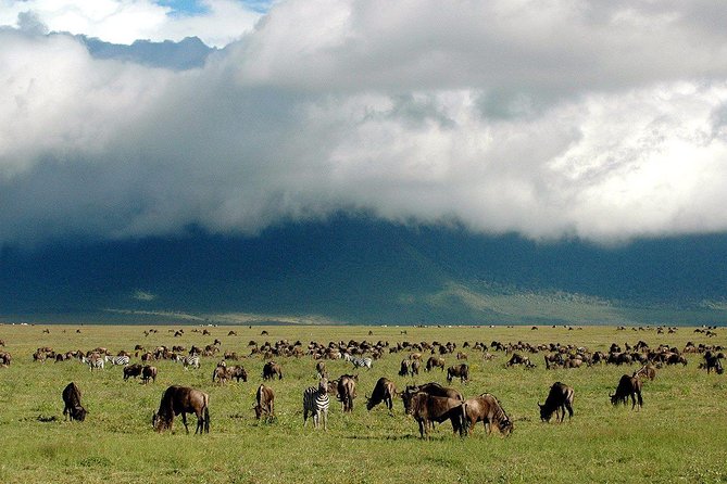 1 Day Joined Group Safari in Ngorongoro Crater National Park - Frequently Asked Questions