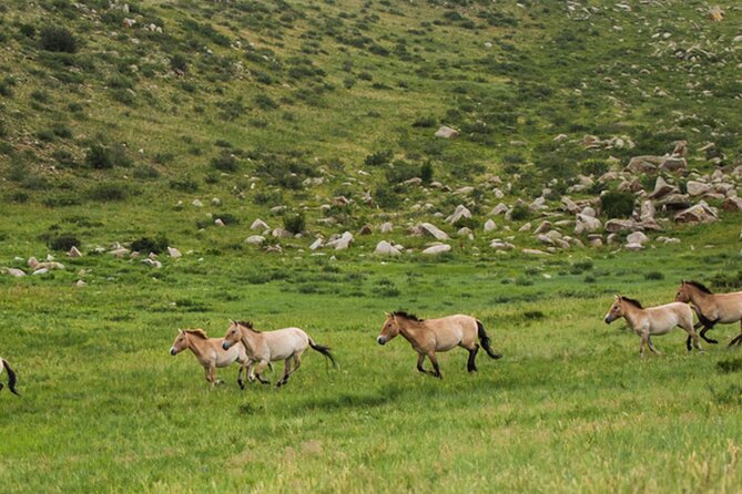 1 Day Semi-Gobi Tour Including Lunch And Free Camel +Bonus Khustai National Park - Khustai National Park Overview