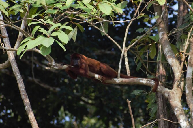 2-Day Jungle Tour: Lake Sandoval, Monkey Island, Hikes, Caiman, & Clay Lick - Traveler Recommendations