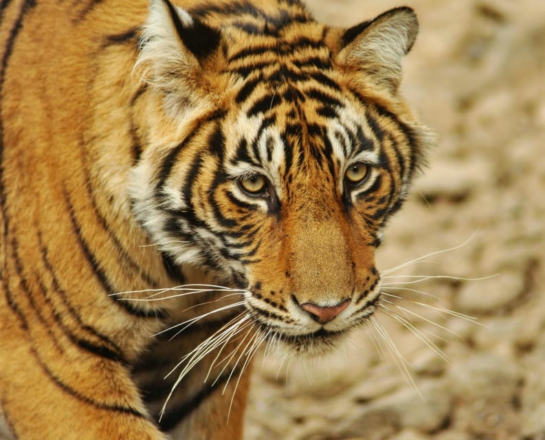 3-Day Ranthambore Tiger Safari Tour From Delhi - Convenient Transfers and Flexibility