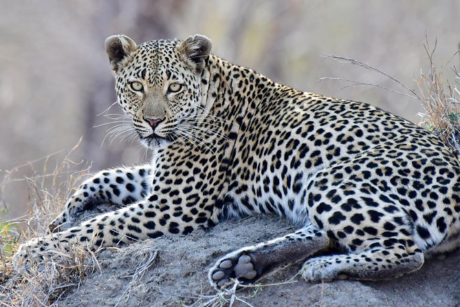 3-Day Tour of Kruger National Park From Skukuza Airport - Traveler Reviews