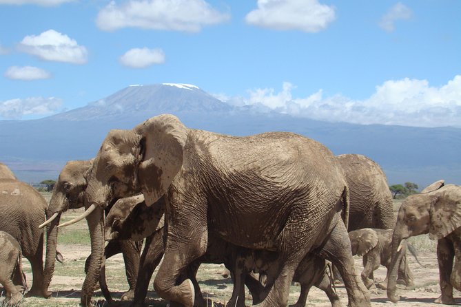 3 Days, 2 Nights Safari to Amboseli National Park From Nairobi - Accommodation and Meals