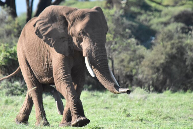 3 Days Gamedrive Safari In Masai Mara From Nairobi - Tips for a Successful Safari