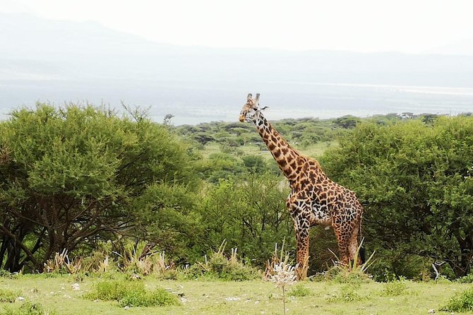 4 Days Awesome Luxury Safari Tarangire Serengeti & Ngorongoro - Booking Your Adventure