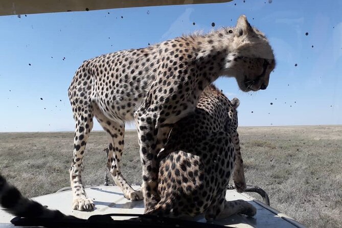 4 Days Group Joining Camping Safari to Tarangire Serengeti Ngorongoro Crater - Booking Information