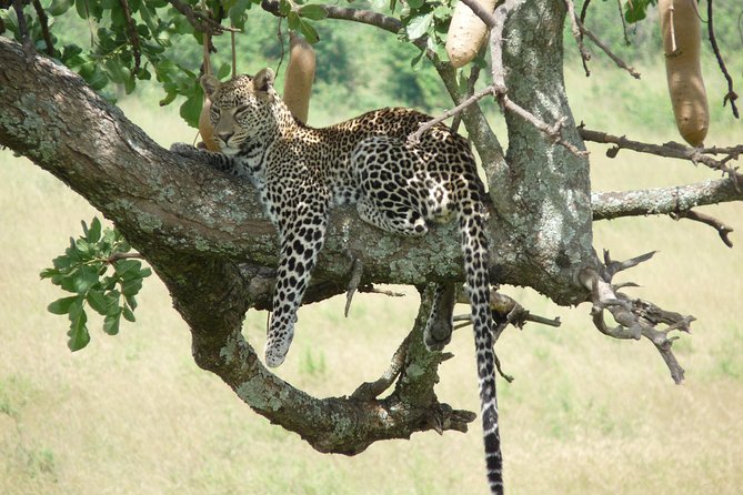 4 Days Masai Mara & Lake Nakuru Budget Safari From Nairobi - Testimonials and Reviews