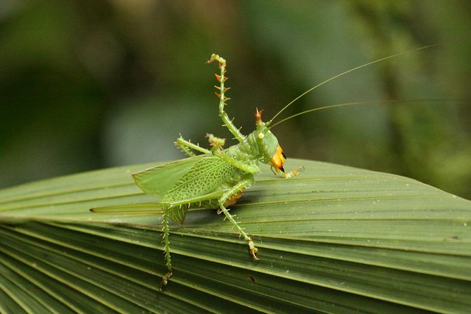 5-Day All Inclusive Cuyabeno Amazon Adventure With Accommodation in Eco Lodge - Wildlife and Nature Encounters