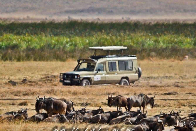 6 Day Tanzania Wildlife Mid Range Safari - Important Details and Considerations