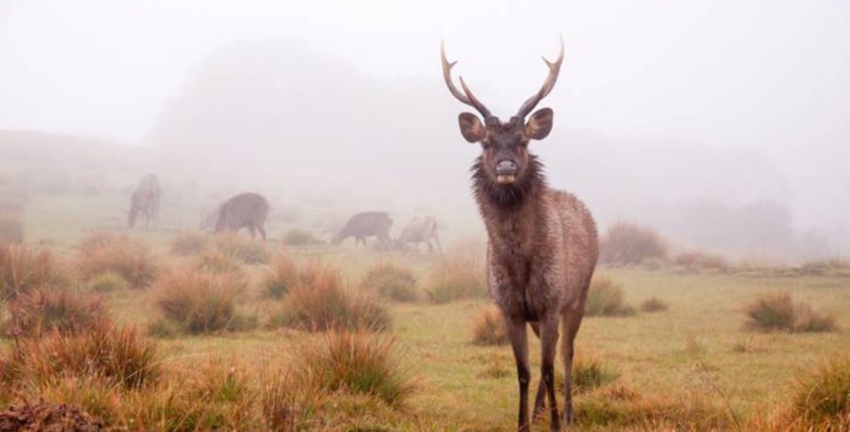 6-Day Unesco Central Highlands Tour - Language