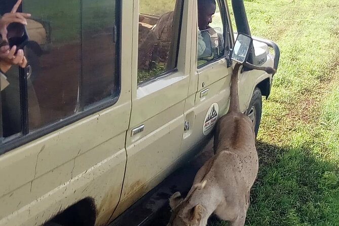 6 Days Tanzania Budget Camping Safari - Customer Testimonials