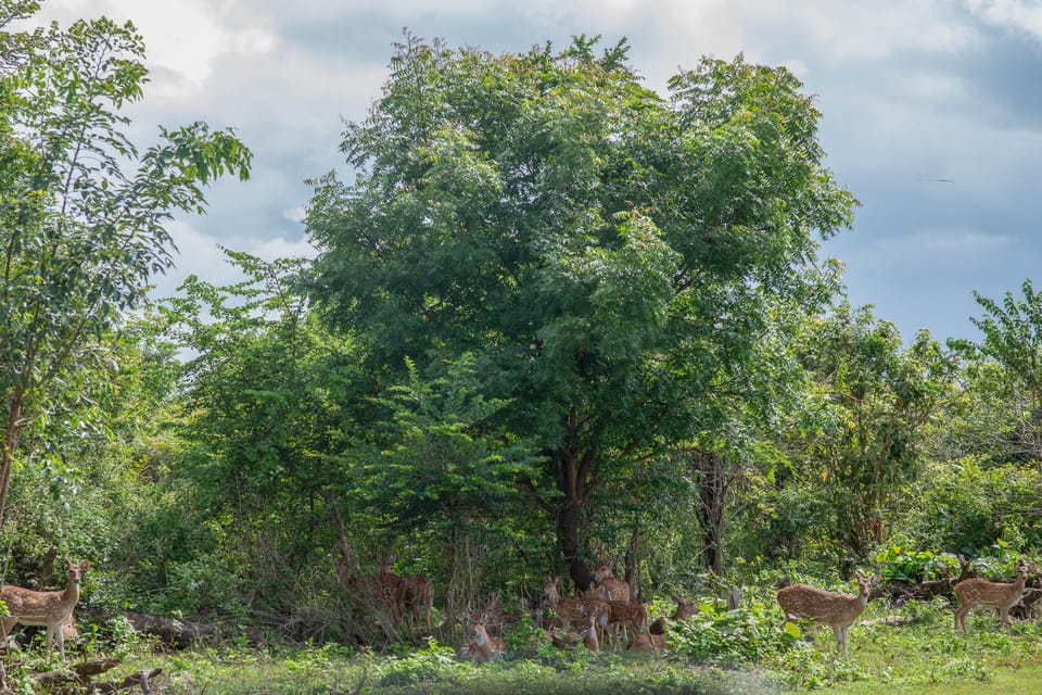 Amazing Safari Udawalawe - Booking and Availability