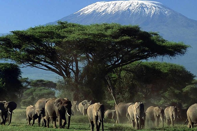 Amboseli National Park Guided Full Day Tour - Frequently Asked Questions