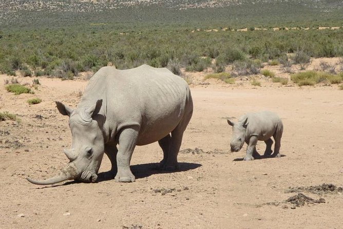 Aquila Day Safari - With Transport - Frequently Asked Questions
