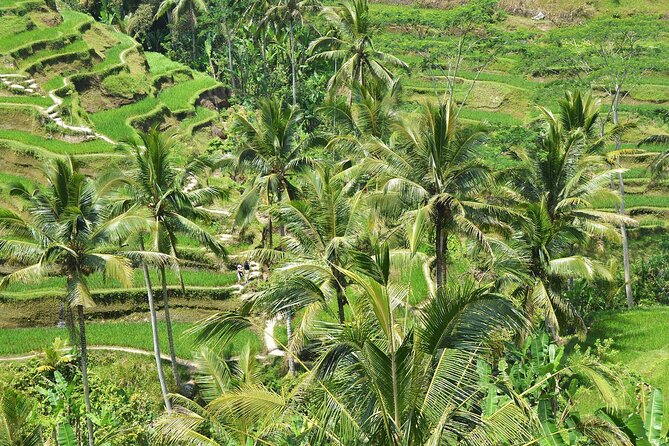 Bali Airport Arrival Transfer and Private Car Charter Combo - Customer Reviews and Feedback