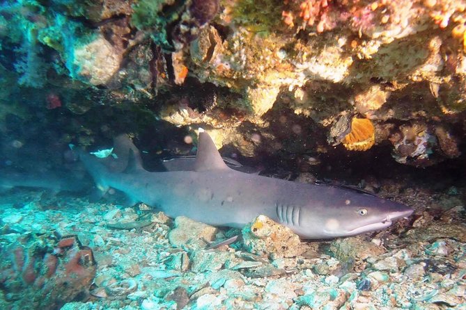 Bali Scuba Diving at Padang Bai for Certified Diver