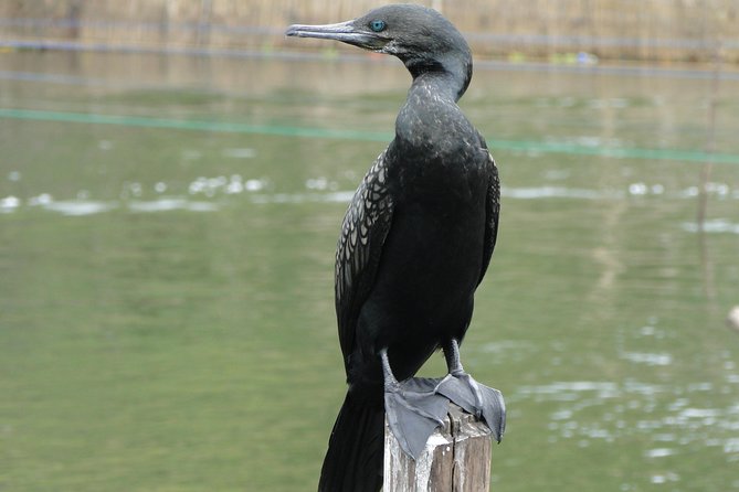 Bentota River Safari - Nearby Attractions to Explore