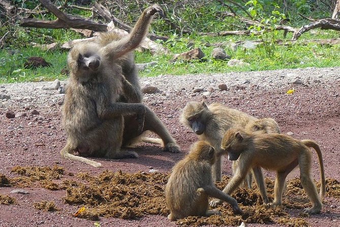 Best 3 Days Tanzania Shared Safari Tarangire Ngorororo Manyara - Frequently Asked Questions