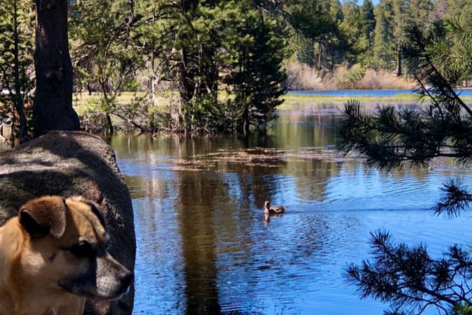 Big Bear Jeep Off-Road Tour With Hike to Bluff Lake Reserve - Tips for a Great Adventure