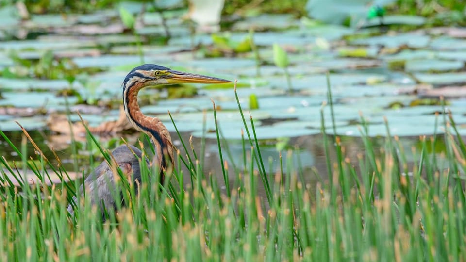 Birdwatching Walk in Thalangama Wetland From Colombo - Why Choose This Tour