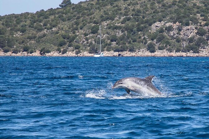 Boat Dolphins Safari and Snorkeling - Snorkeling and Water Activities