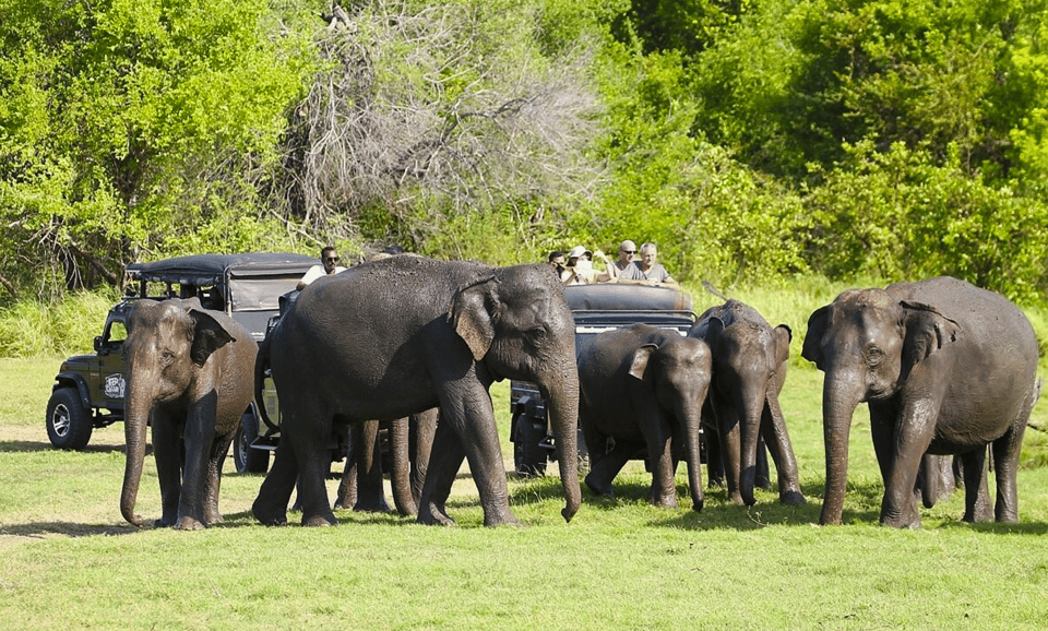 Budget Safari to Wilpaththu National Park From Anuradhapura - Frequently Asked Questions