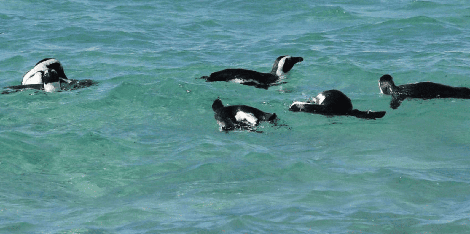 Cape of Good Hope and Boulders Beach Private Tour - Frequently Asked Questions