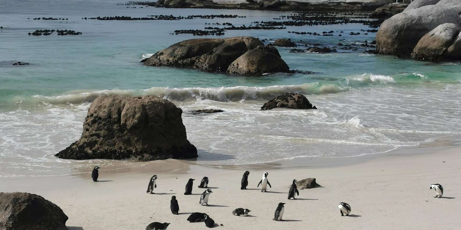 Cape Peninsula and African Penguin Tour - Frequently Asked Questions