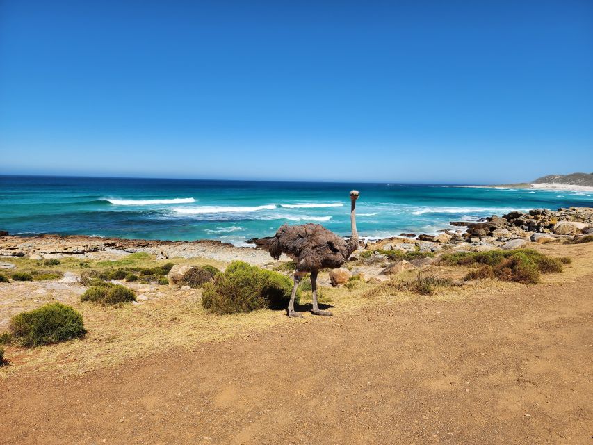 Cape Town: Peninsula, Penguins & Cape of Good Hope Day Tour - Frequently Asked Questions