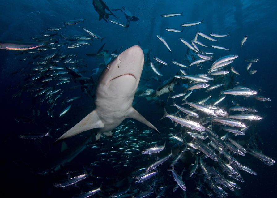 Cape Town: Shark Cage Diving With Food and Drinks - Booking and Cancellation Policy