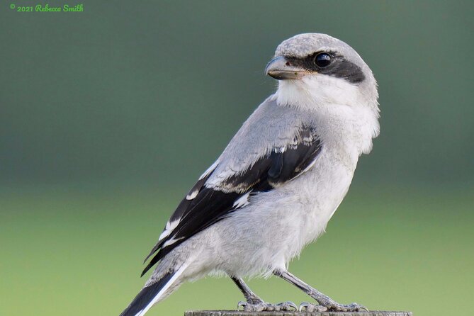 Central Florida Half-Day Private Birding Activity - 2 Person Max - Future Tour Opportunities