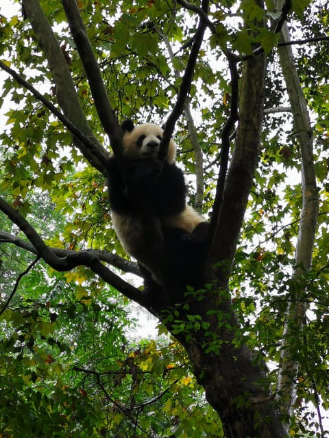 Chengdu: Panda Base Half Day Group Tour - Frequently Asked Questions