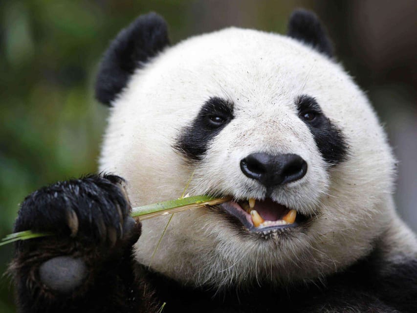 Chengdu: Private Panda Tour at Panda Breeding Base - Hotel Pickup and Drop-off